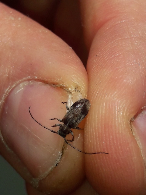 Exocentrus punctipennis - szilfa-rőzsecincér