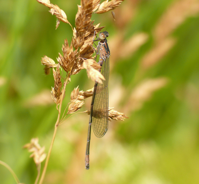 Coenagrion pulchellum - karcsú légivadász