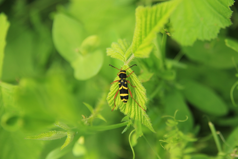 Clytus arietis - közönséges darázscincér