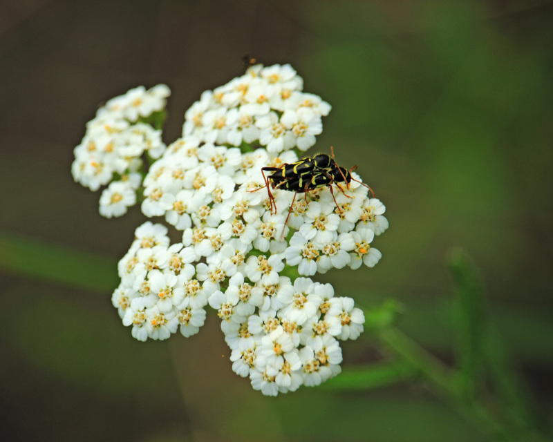 Clytus rhamni - benge-darázscincér