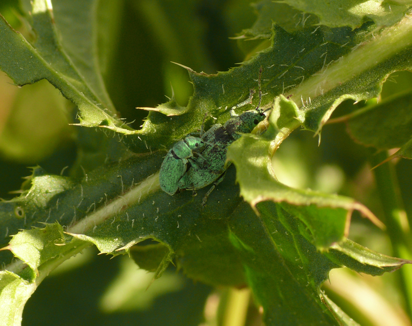 Phyllobius thalassinus - tömpeorrú levélormányos