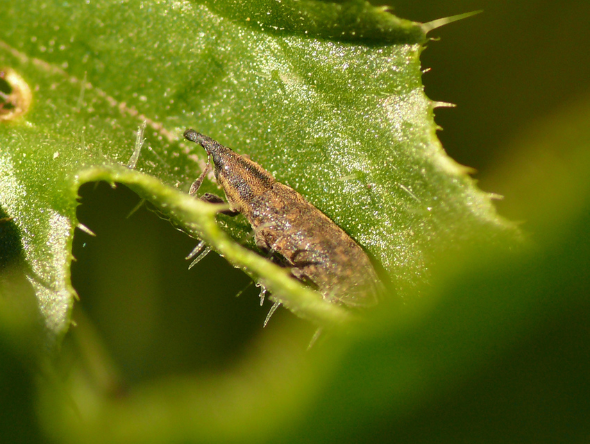 Lixus cardui - bogáncsfúró dudvabarkó