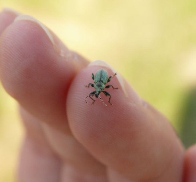 Phyllobius betulinus - változékony levélormányos