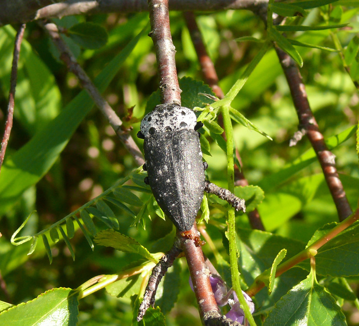 Capnodis tenebrionis - kökény-tükrösdíszbogár