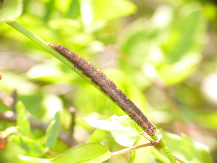 Lygephila craccae - gyakori csüdfűbagoly