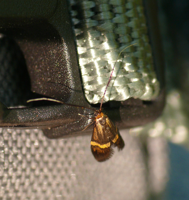 Nemophora degeerella - pompás tőrösmoly