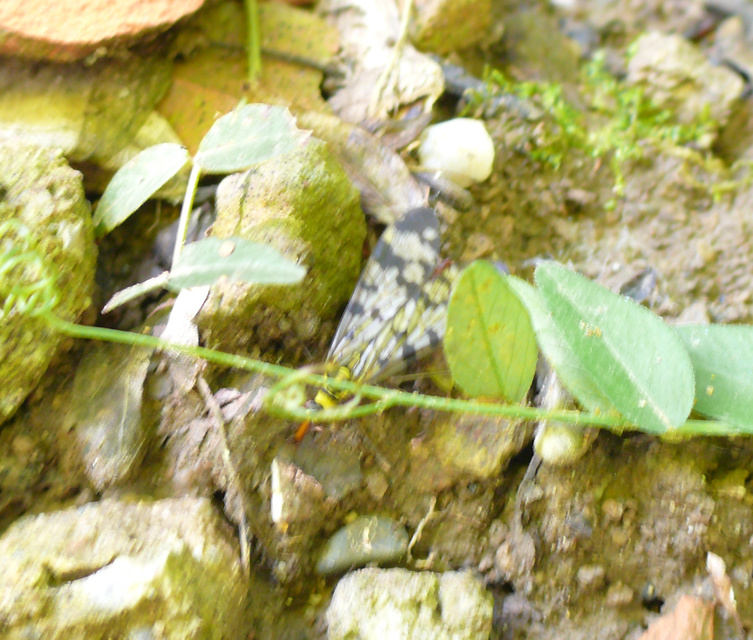 Panorpa vulgaris