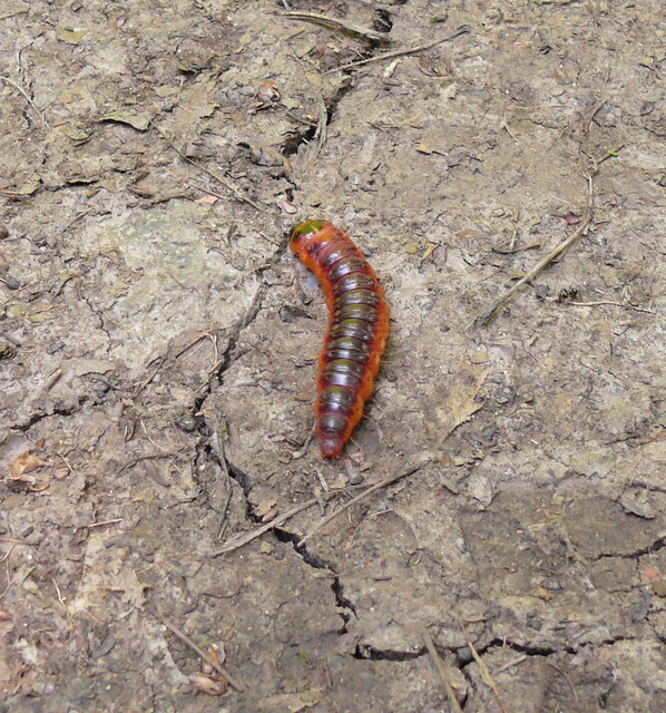 Cossus cossus - fűzfarontólepke