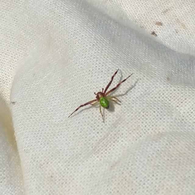 Ebrechtella tricuspidata - alakoskodó karolópók