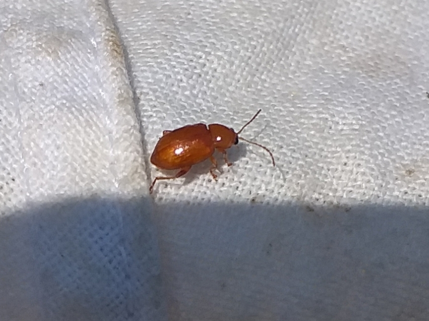 Neocrepidodera