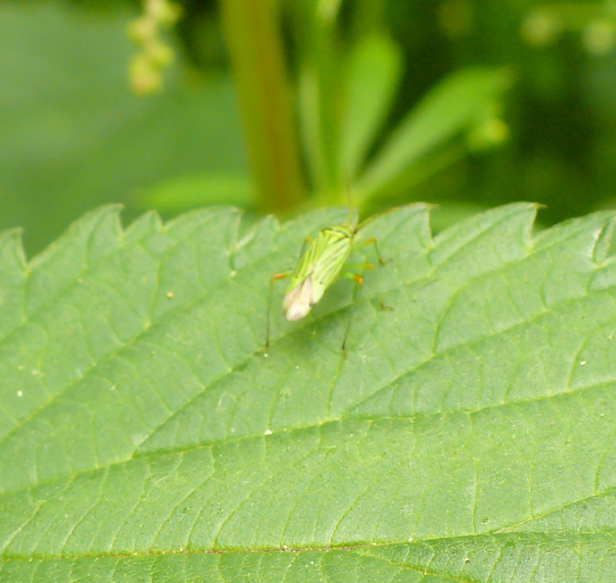 Mermitelocerus schmidtii