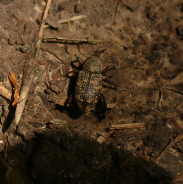 Hylobius abietis - nagy fenyvesormányos