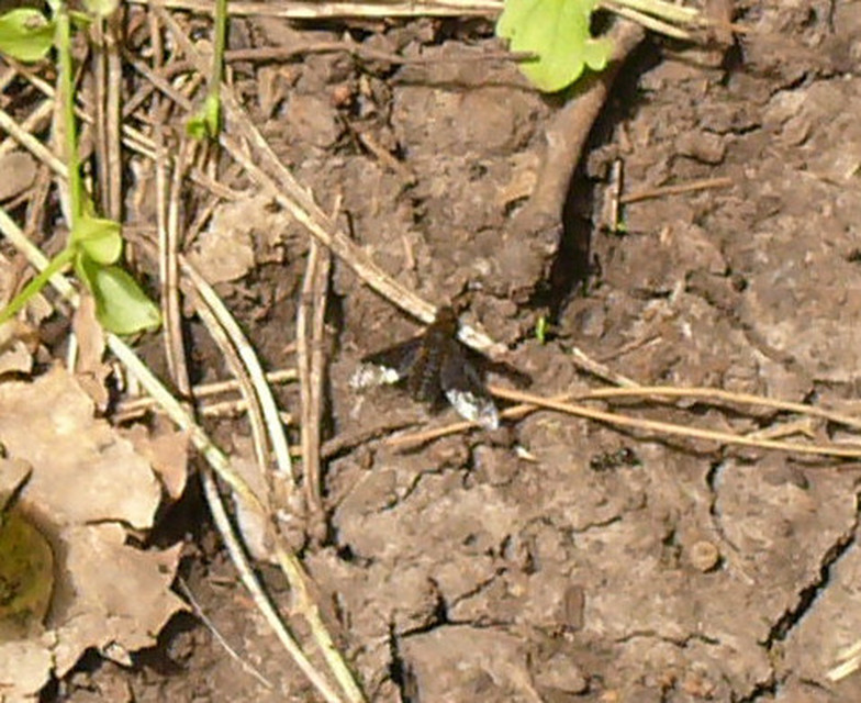 Hemipenthes morio - közönséges gyászlégy