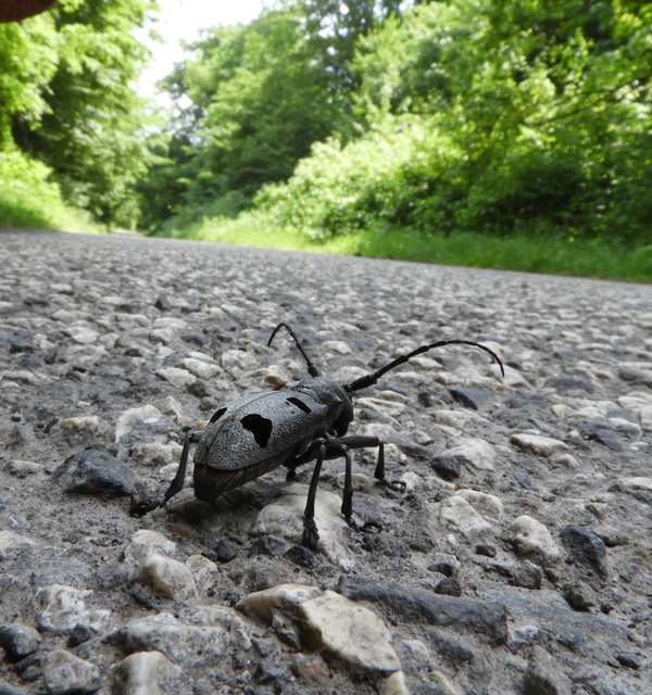 Morimus asper funereus - gyászcincér