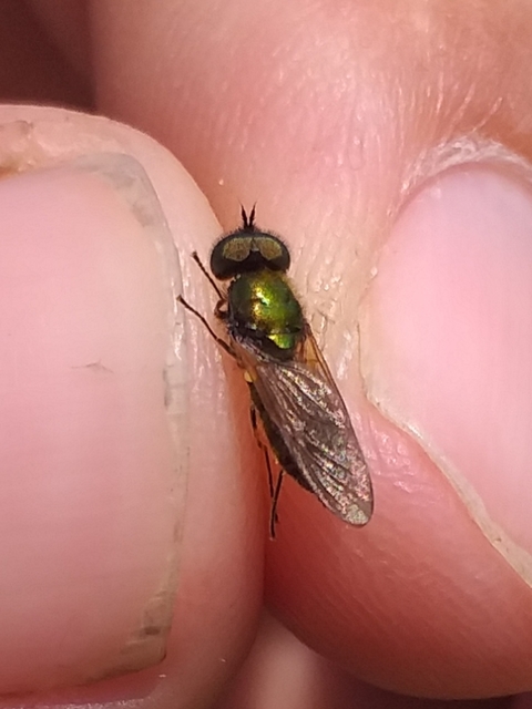 Chloromyia formosa - közönséges fémeslégy