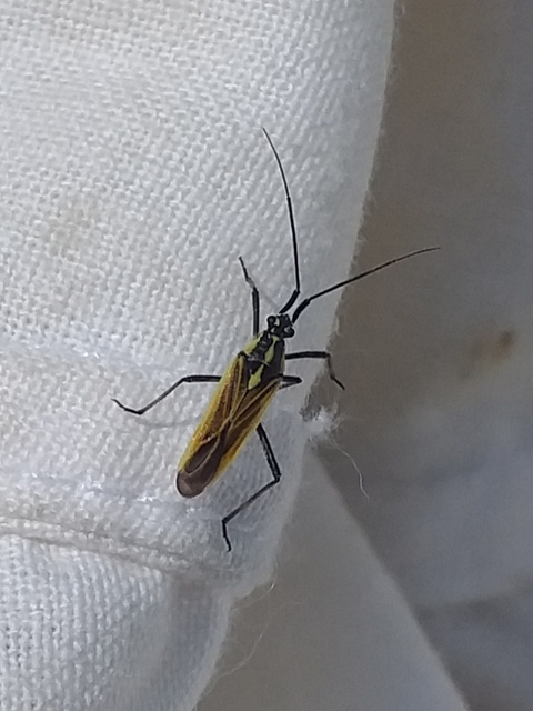 Leptopterna dolabrata - közönséges mezeipoloska