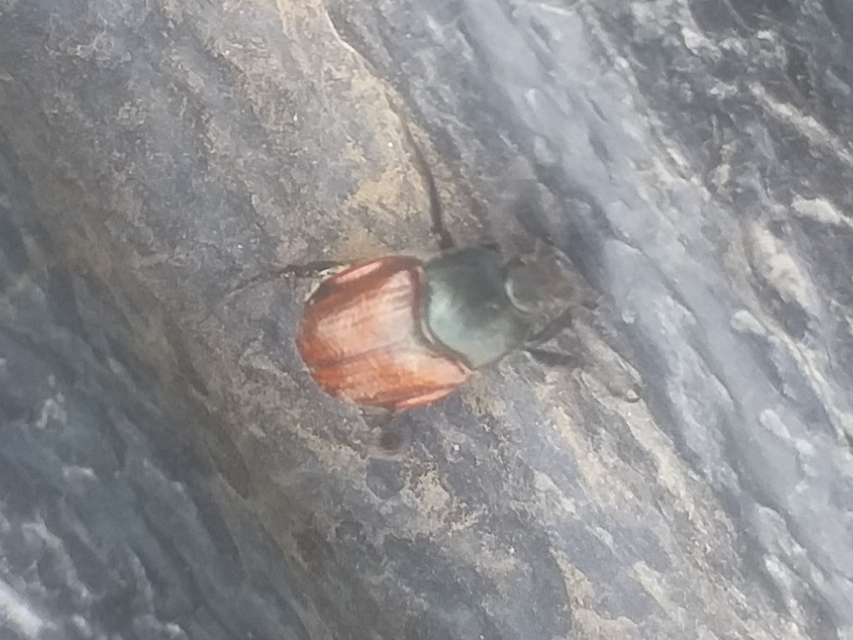Anisoplia lata - széles szipoly Anisoplia lata - széles szipoly