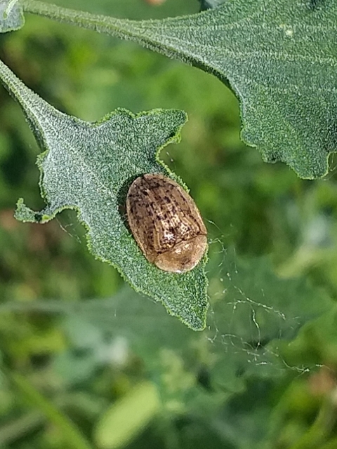 Cassida nebulosa - laboda-pajzsbogár Cassida nebulosa - laboda-pajzsbogár