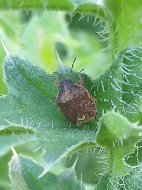 Rubiconia intermedia - bronzos címerespoloska Rubiconia intermedia - bronzos címerespoloska