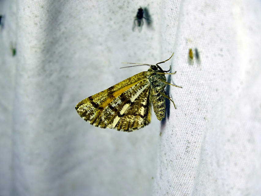 Bupalus piniaria - fenyőaraszoló