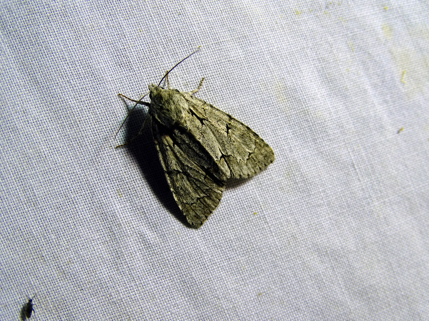 Acronicta cuspis/tridens/psi