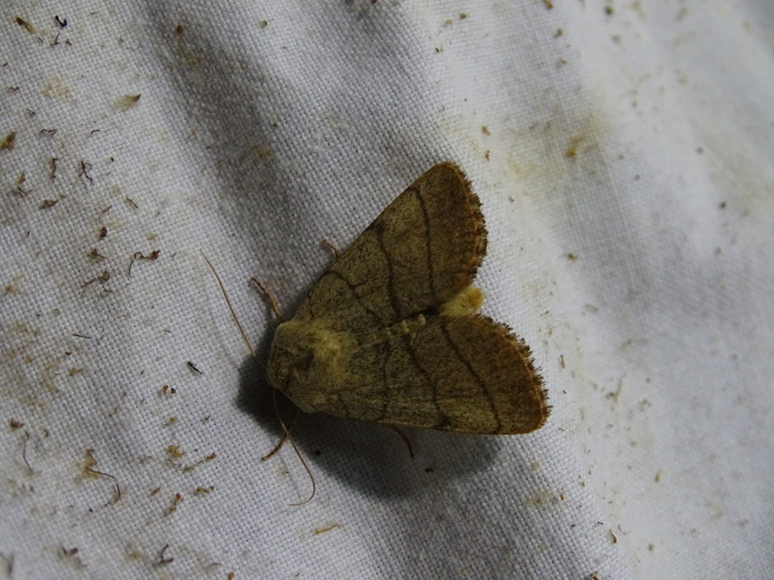 Charanyca trigrammica - háromsávos lombbagoly