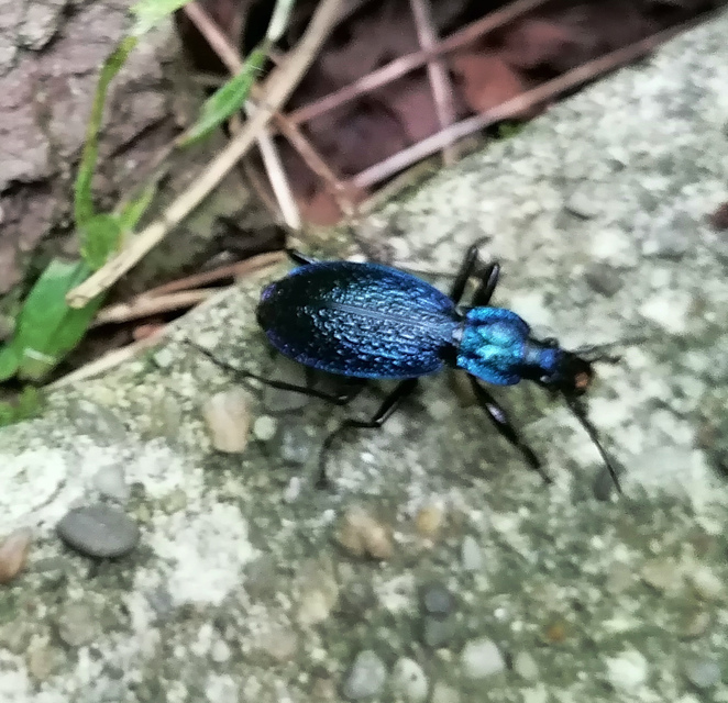 Carabus intricatus - kék laposfutrinka
