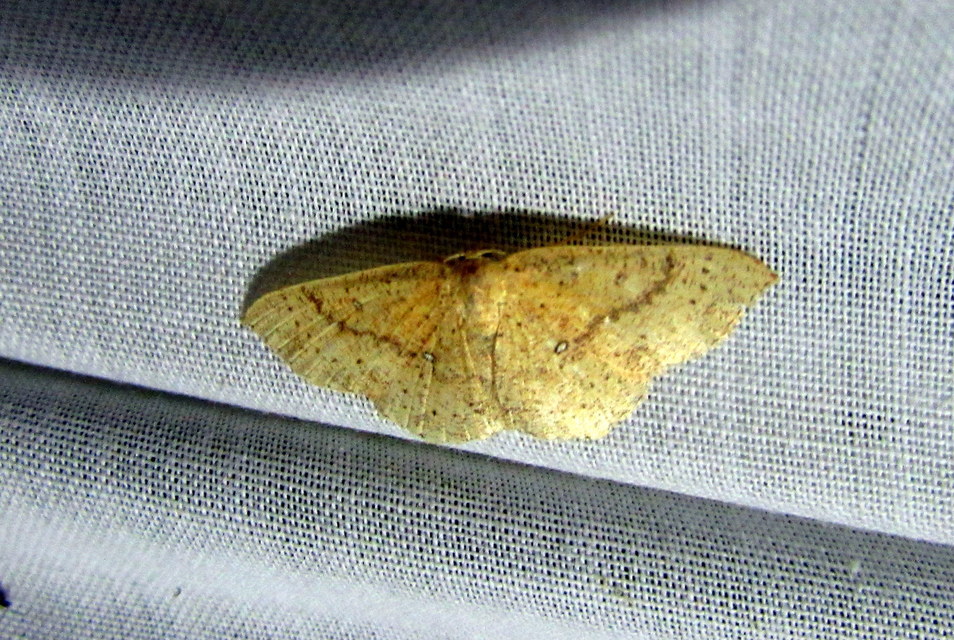 Cyclophora porata - körös pettyesaraszoló