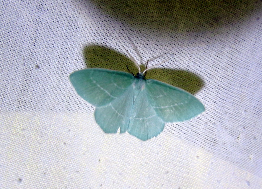 Hemistola chrysoprasaria - kékes zöldaraszoló