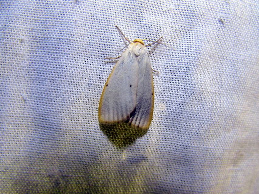 Cybosia mesomella - csontszínű molyszövő