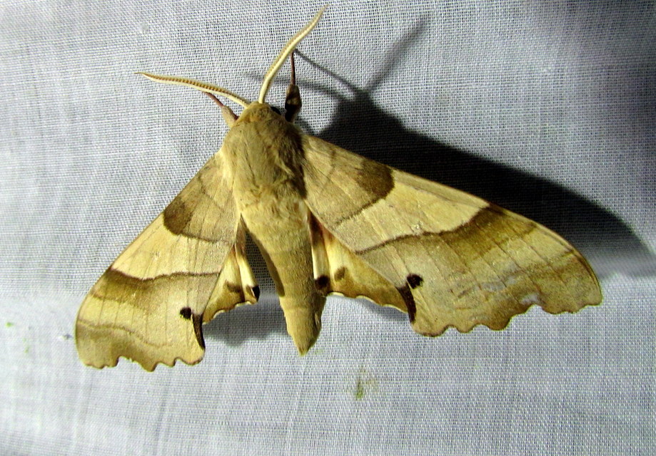 Marumba quercus - tölgyfaszender