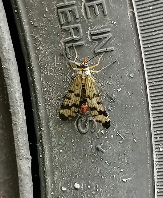 Panorpa communis/vulgaris