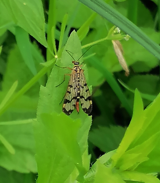 Panorpa communis/vulgaris