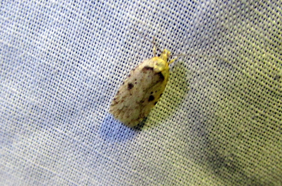 Agonopterix arenella - ördögszem-laposmoly