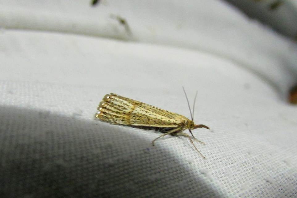 Thisanotia chrysonuchella - tavaszi fűgyökérmoly