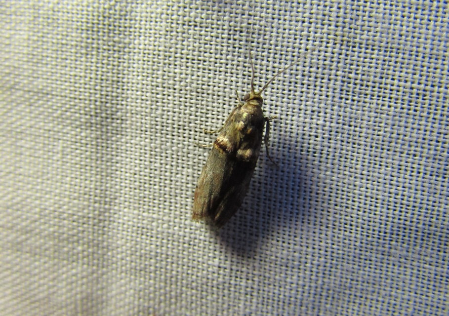 Trachonitis cristella - bokorrágó karcsúmoly