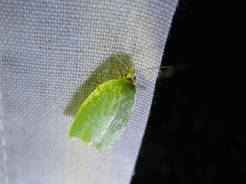 Tortrix viridana - tölgyilonca
