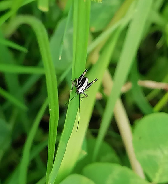 Pholidoptera fallax - galléros avarszöcske