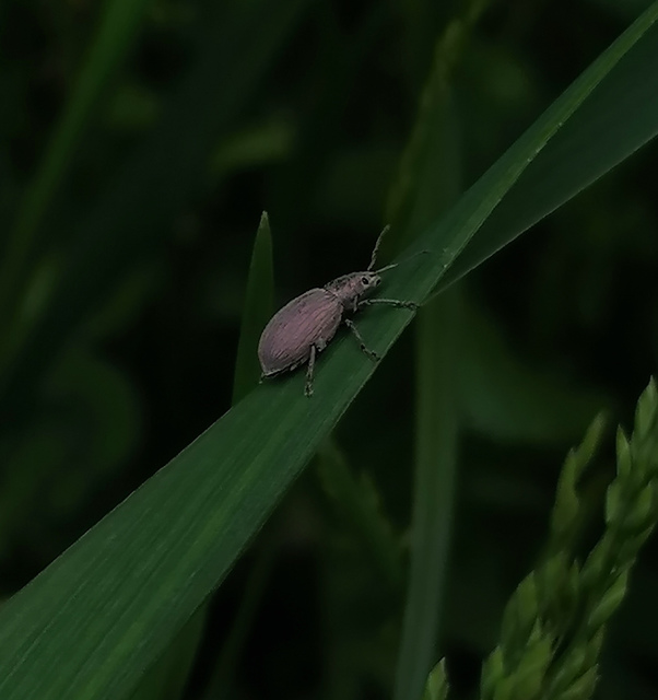 Phyllobius thalassinus - tömpeorrú levélormányos
