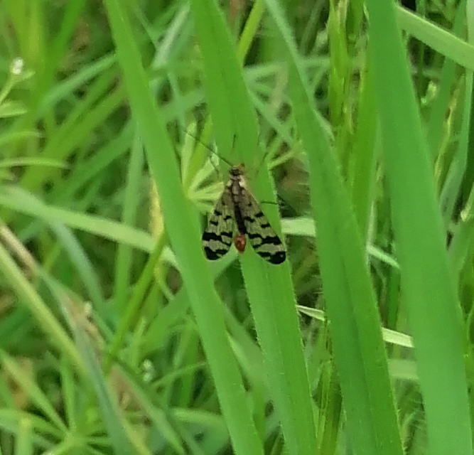 Panorpa vulgaris