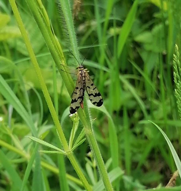 Panorpa communis/vulgaris