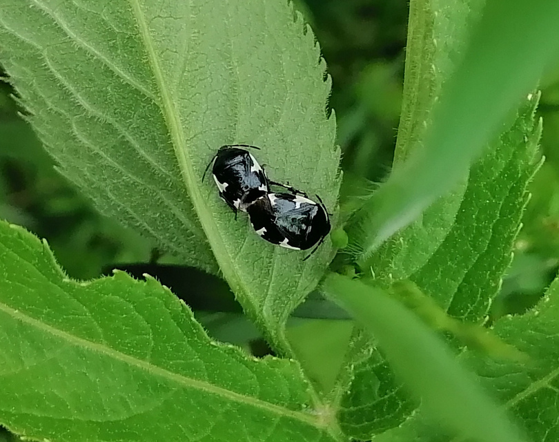 Tritomegas sexmaculatus - hatfoltos földipoloska