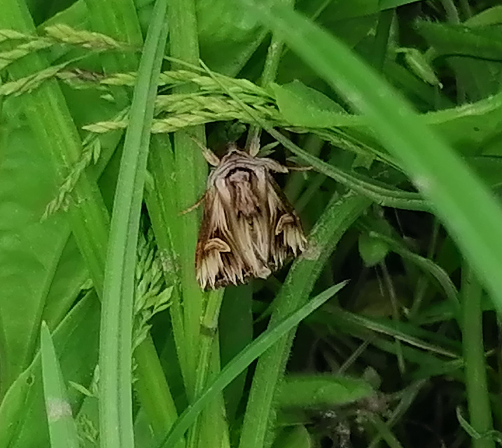 Actinotia polyodon - nagy sugarasbagoly