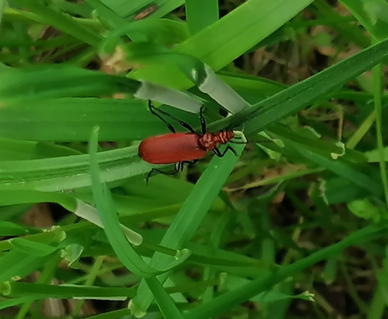 Pyrochroa serraticornis - közép-bíborbogár