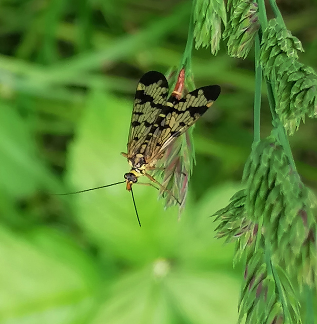 Panorpa communis/vulgaris