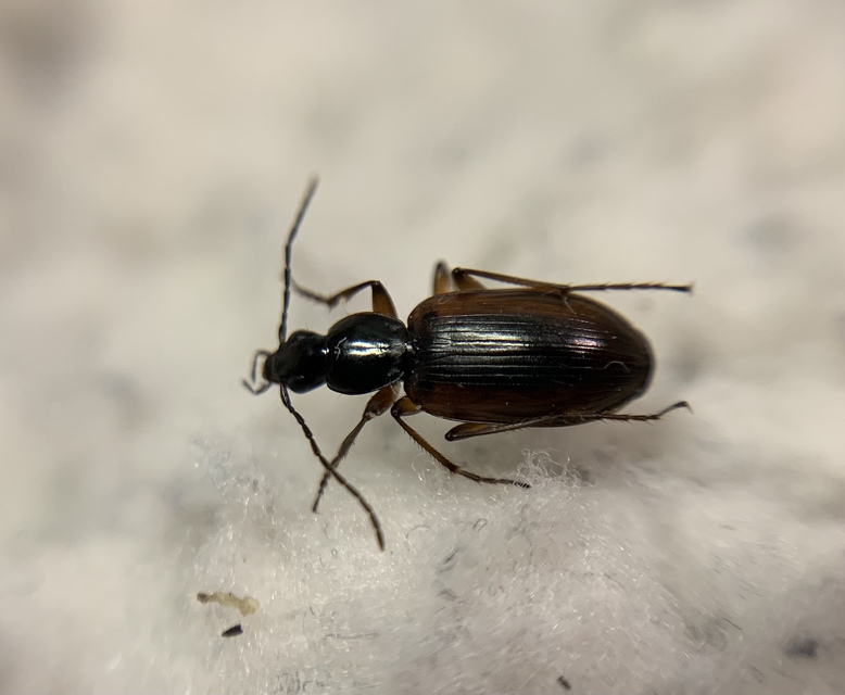 Agonum thoreyi - hosszúnyakú kisfutó Agonum thoreyi - hosszúnyakú kisfutó