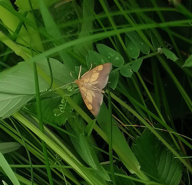 Evergestis limbata - közönséges dudvamoly