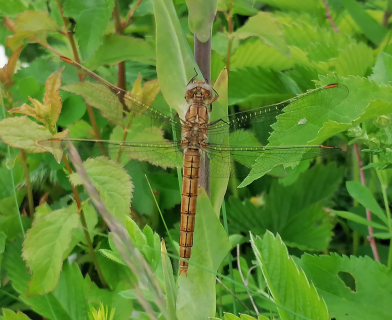 Orthetrum brunneum - pataki pásztorszitakötő