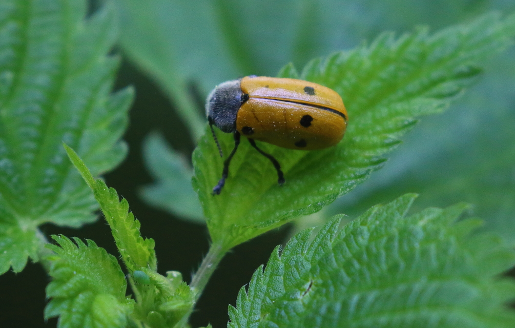 Lachnaia sexpunctata - szőrösnyakú zsákhordóbogár