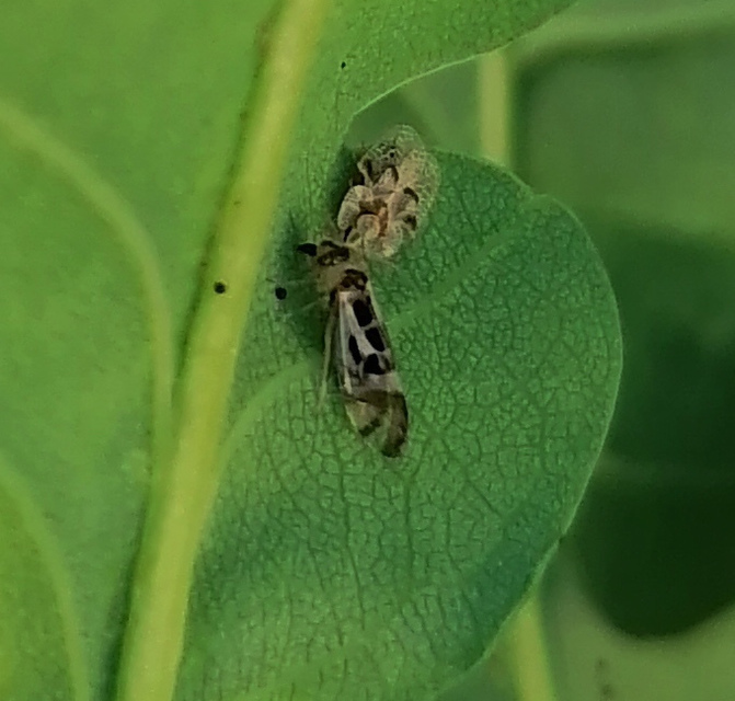Graphopsocus cruciatus